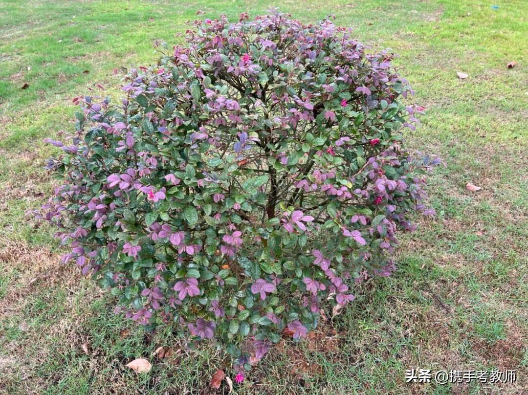 绾㈣姳妾垫湪绉嶆闂磋窛,绾㈣姳妾垫湪瀚佹帴瑙嗛