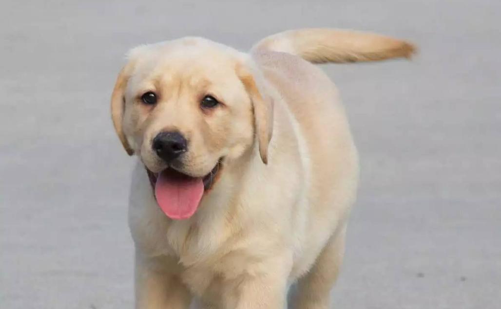 拉布拉多怎么样可以当导盲犬,拉布拉多犬成为导盲犬需要多久