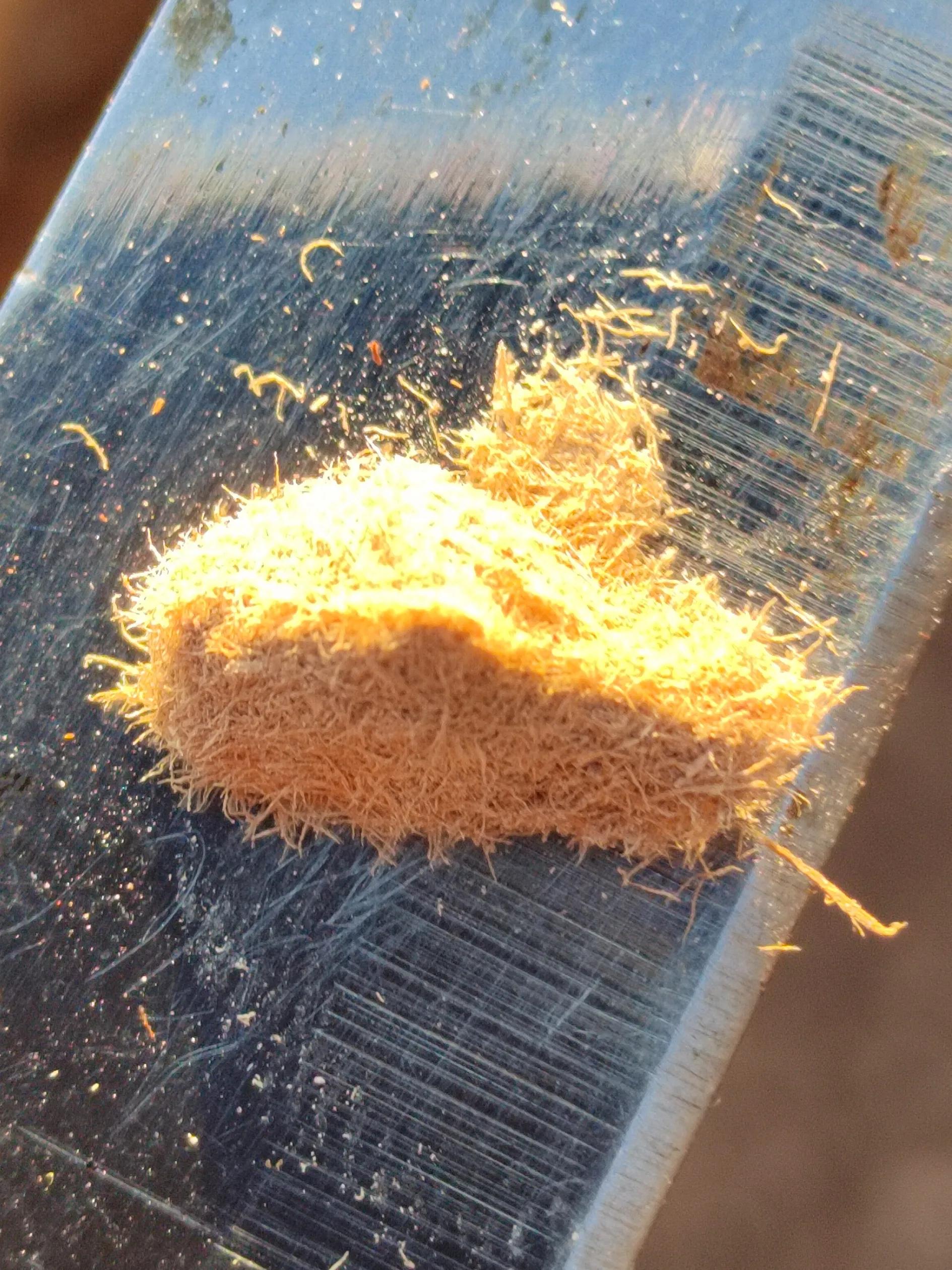 海南霸王岭白奇楠,海南白奇楠和紫奇楠