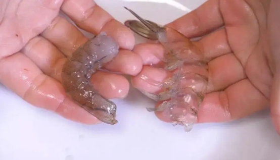 挑选虾时一定要买弯曲的虾,怎么挑选好虾遇到这种虾千万别买