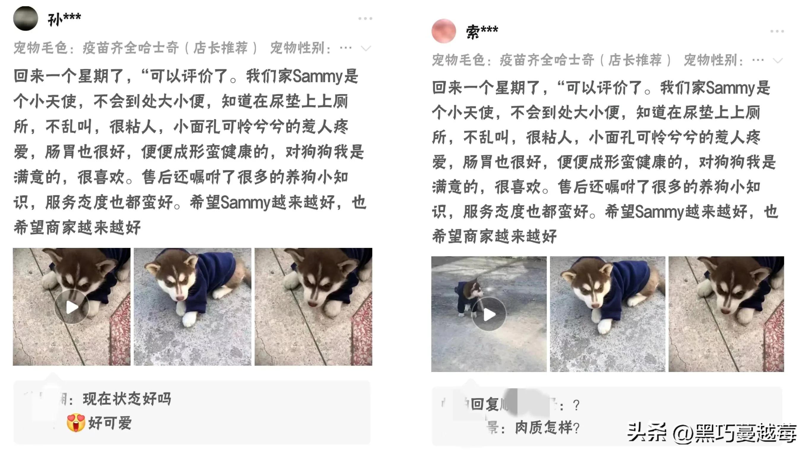 披星戴月来见你——网购宠物的千层套路