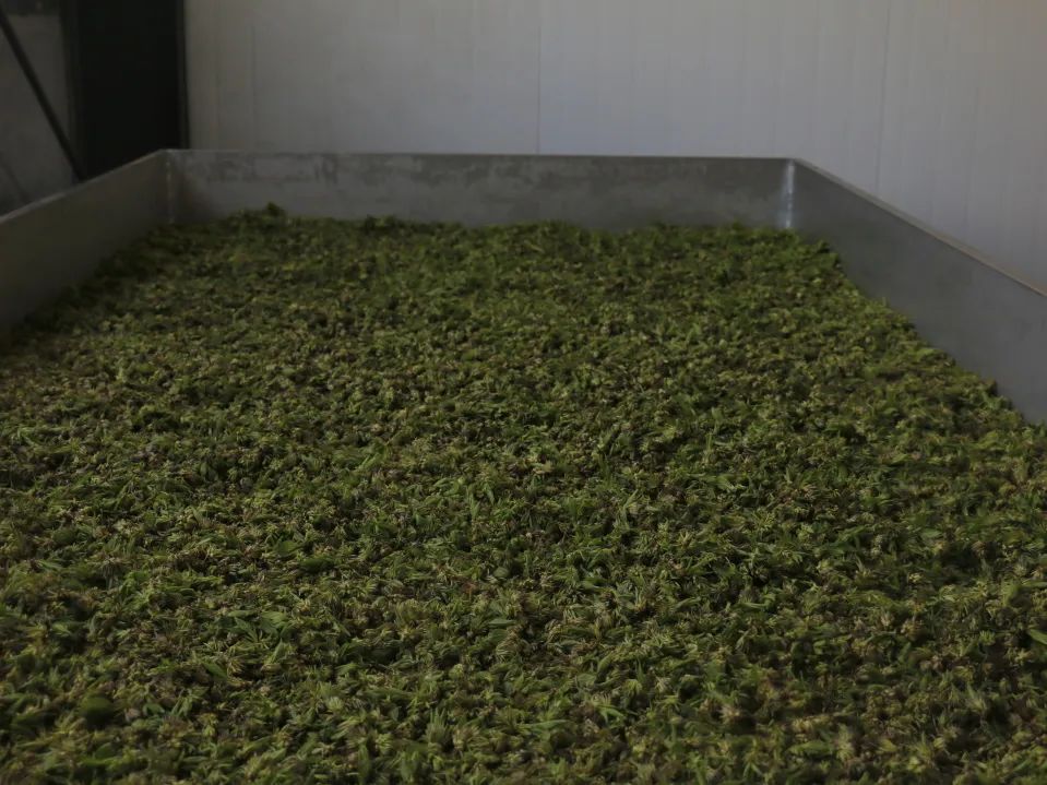 小产业带动乡村振兴大步伐,产业扶贫助力乡村振兴