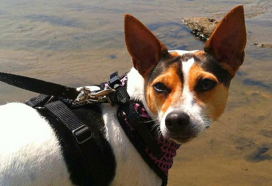 世界上最小的犬种吉娃娃,世界上最小的犬种