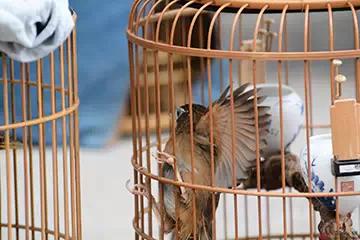 画眉打斗的口诀,画眉打斗时候怎么评输赢