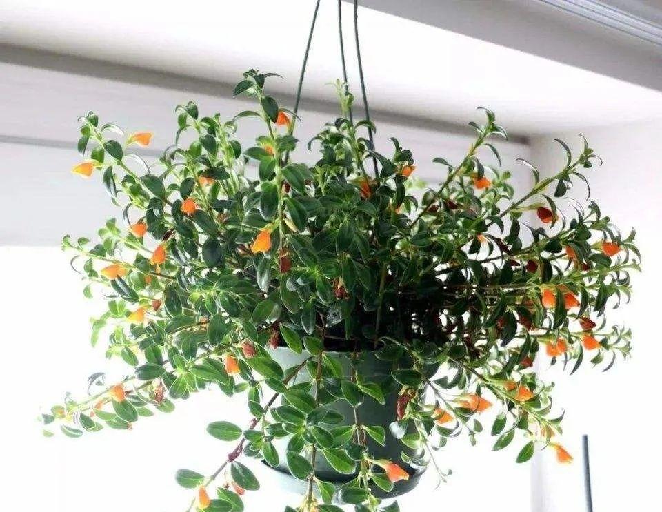 金鱼吊兰好看吗,金鱼吊兰怎么养护