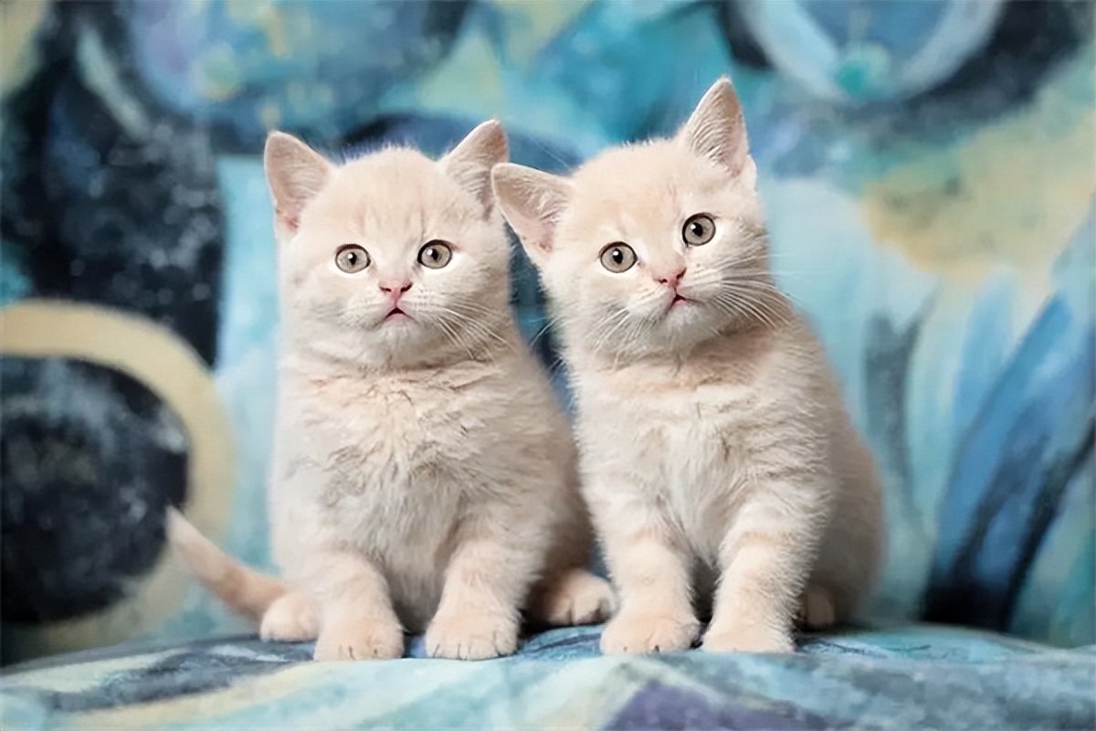 普安特猫咪打喷嚏药,普安特猫咪感冒宠物药