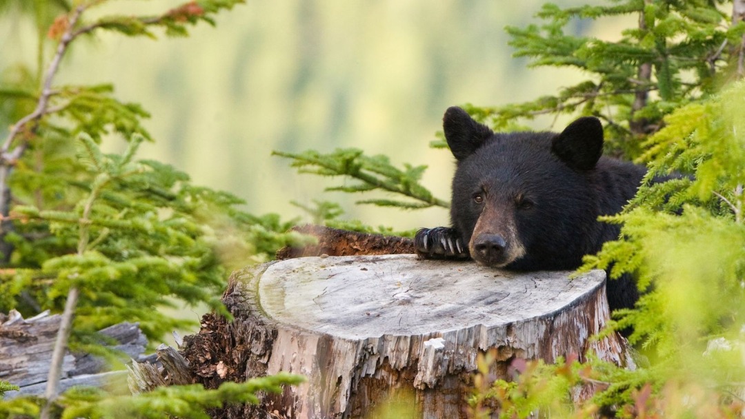 日本黑熊,日本黑熊和棕熊