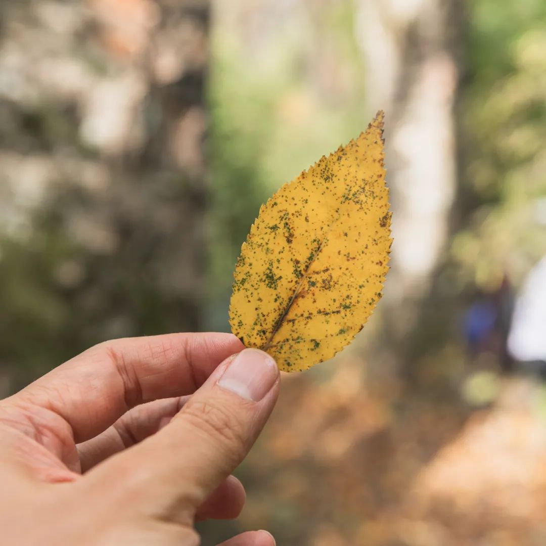 太白山是陕西最高点吗,秦岭最高峰太白山