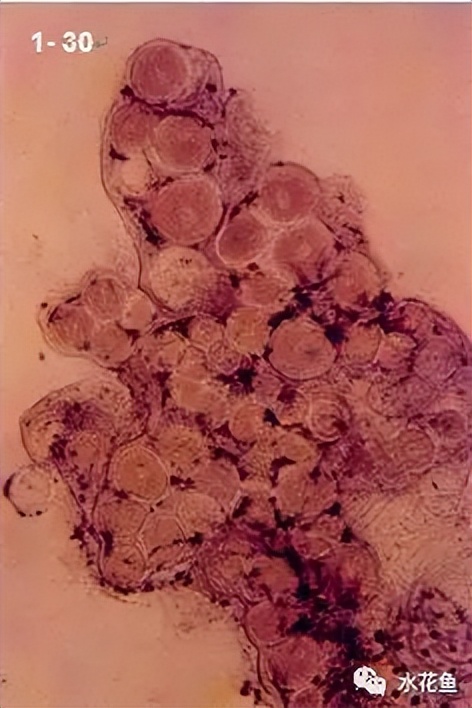 鱼类肿瘤治疗视频,鱼类淋巴囊肿病症状及防治