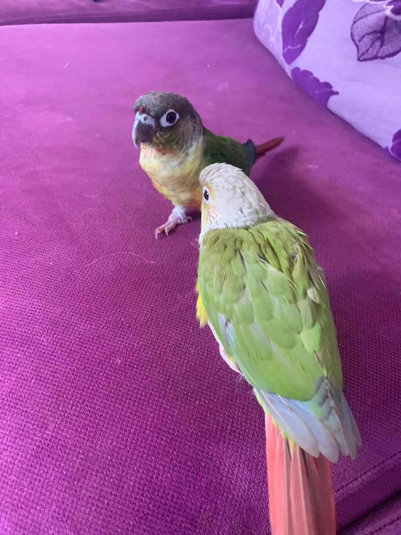 鹦鹉太粘人是什么感觉,怎么养鹦鹉很粘人