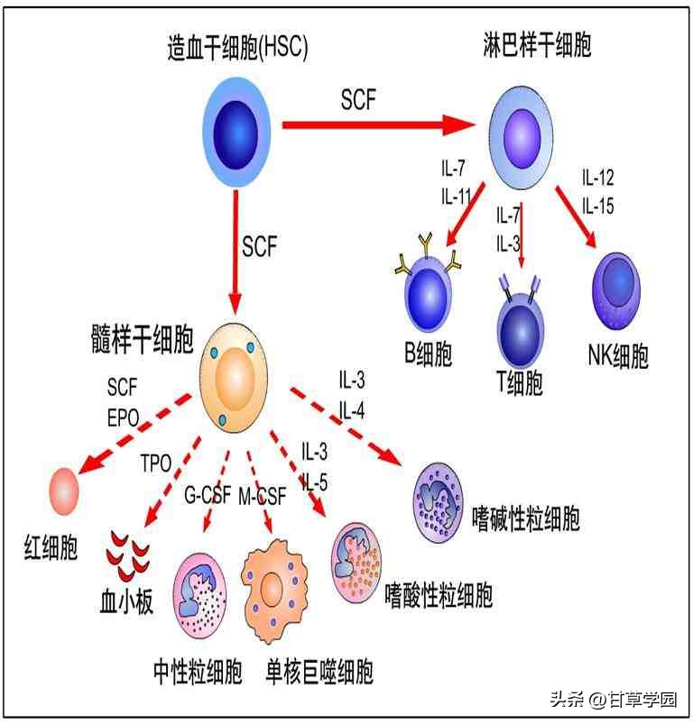 鐢樿崏瀛︽牎,鐢樿崏瀛﹀洯
