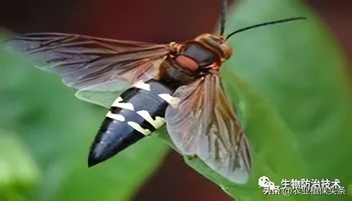 螨类害虫的农业防治措施,农业昆虫与害虫防治