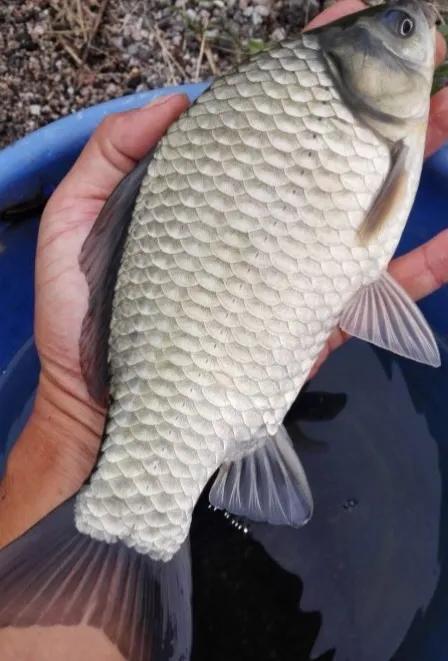 鲫鱼为什么是金黄色,金黄色鲫鱼是野生的吗