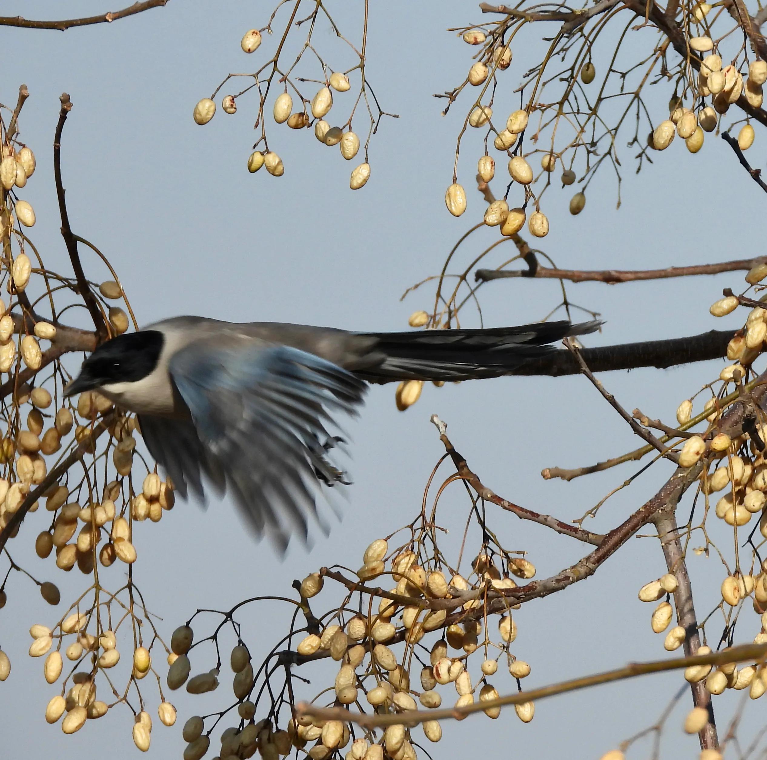 灰喜鹊冬天食物,灰喜鹊喂什么
