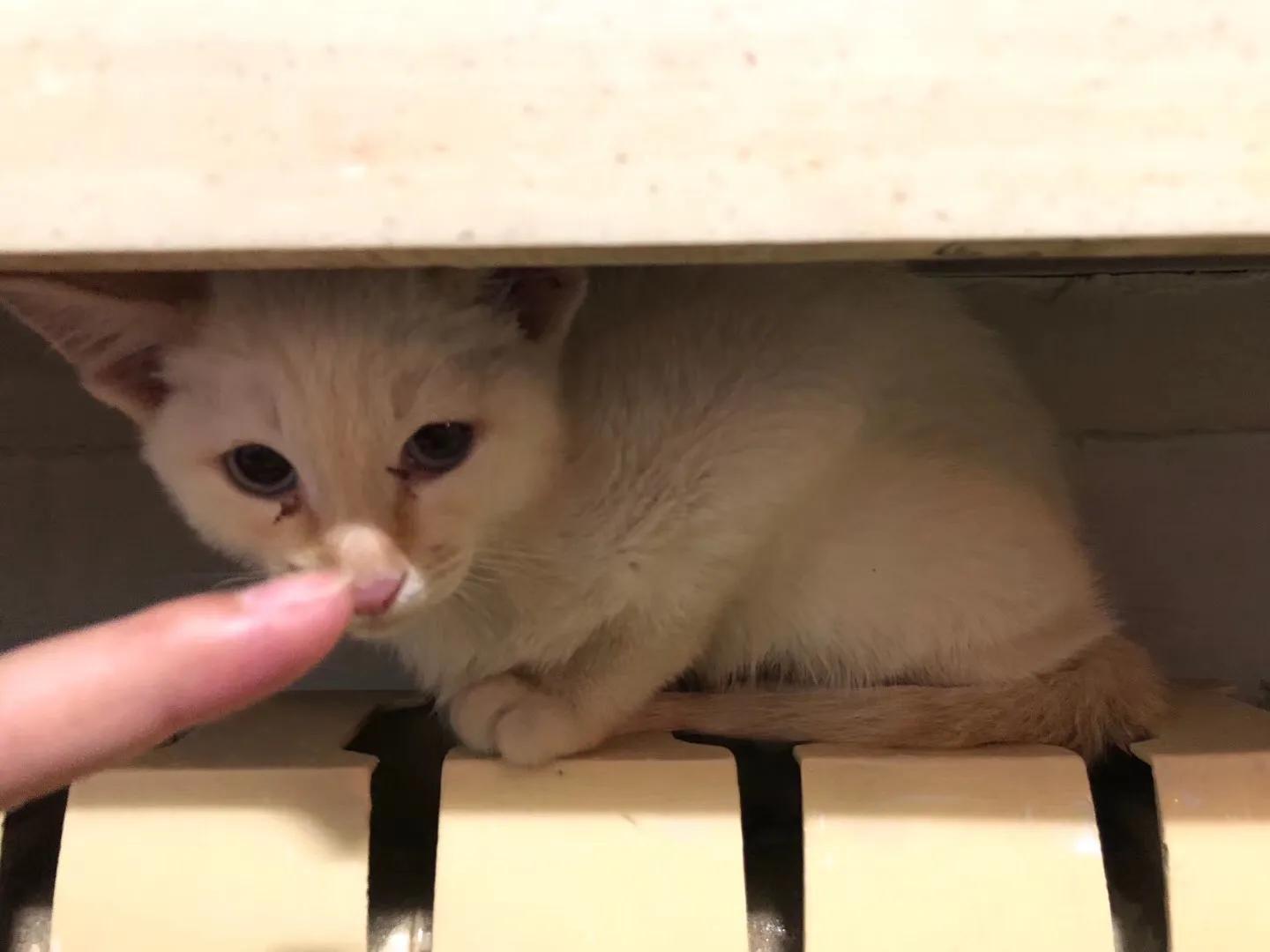 抗癌日记肿瘤,抗癌日记胰腺癌