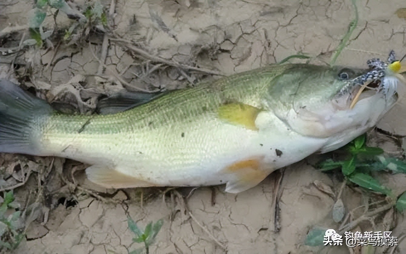 大加州鲈鱼怎么钓,加州鲈鱼钓法