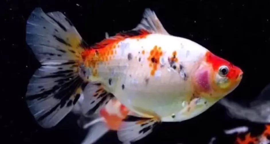 所有草金鱼的名字和图片,国粹金鱼和草金鱼哪个好养