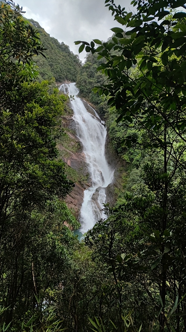 最厉害植物名称大全,5种类型植物名称