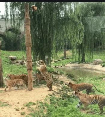 老虎豹子都会洗澡为什么猫不会,老虎为什么不会爬树猫会爬