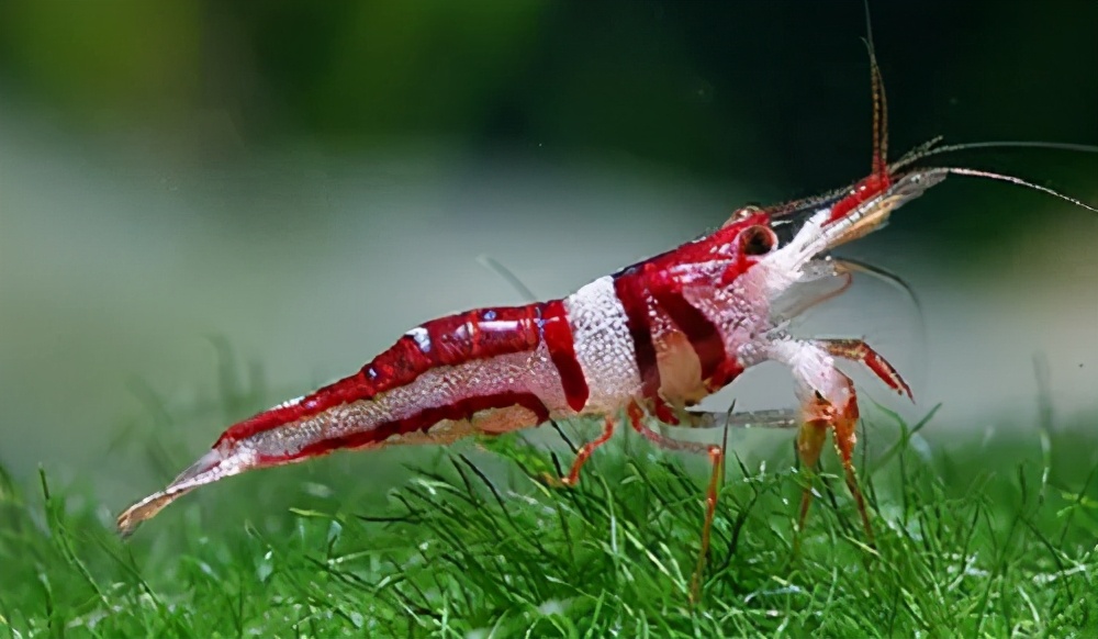 水晶虾养殖技巧和秘诀,菲律宾水晶虾怎么养殖的