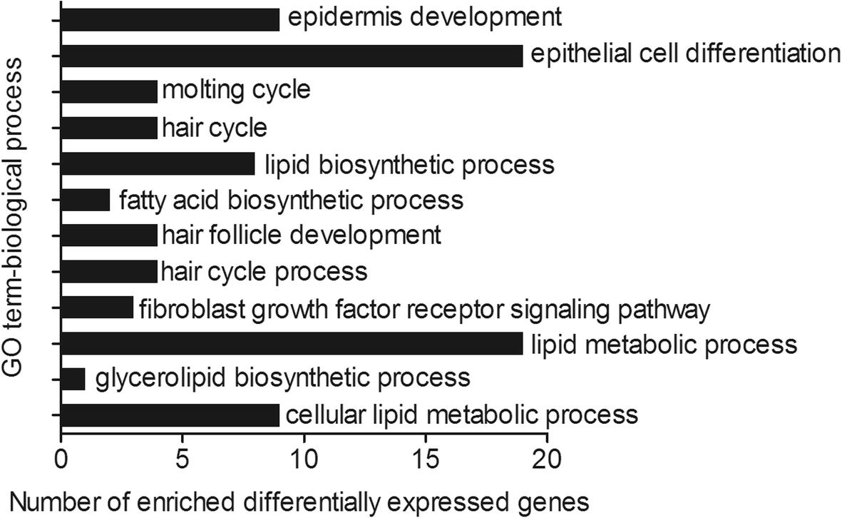 短毛兔和长毛兔小时候的区别,短毛和长毛的区别图片