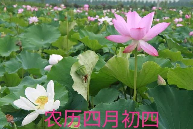 农历四月四日或五日是什么日子,立夏当天是四绝日吗