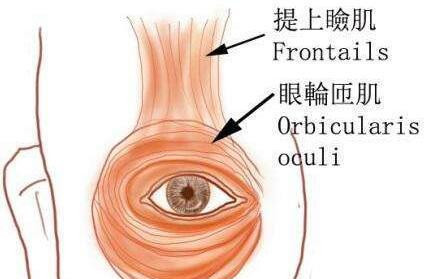 潘二博士双眼皮修复价格,潘贰眼博士修复技术真的好吗