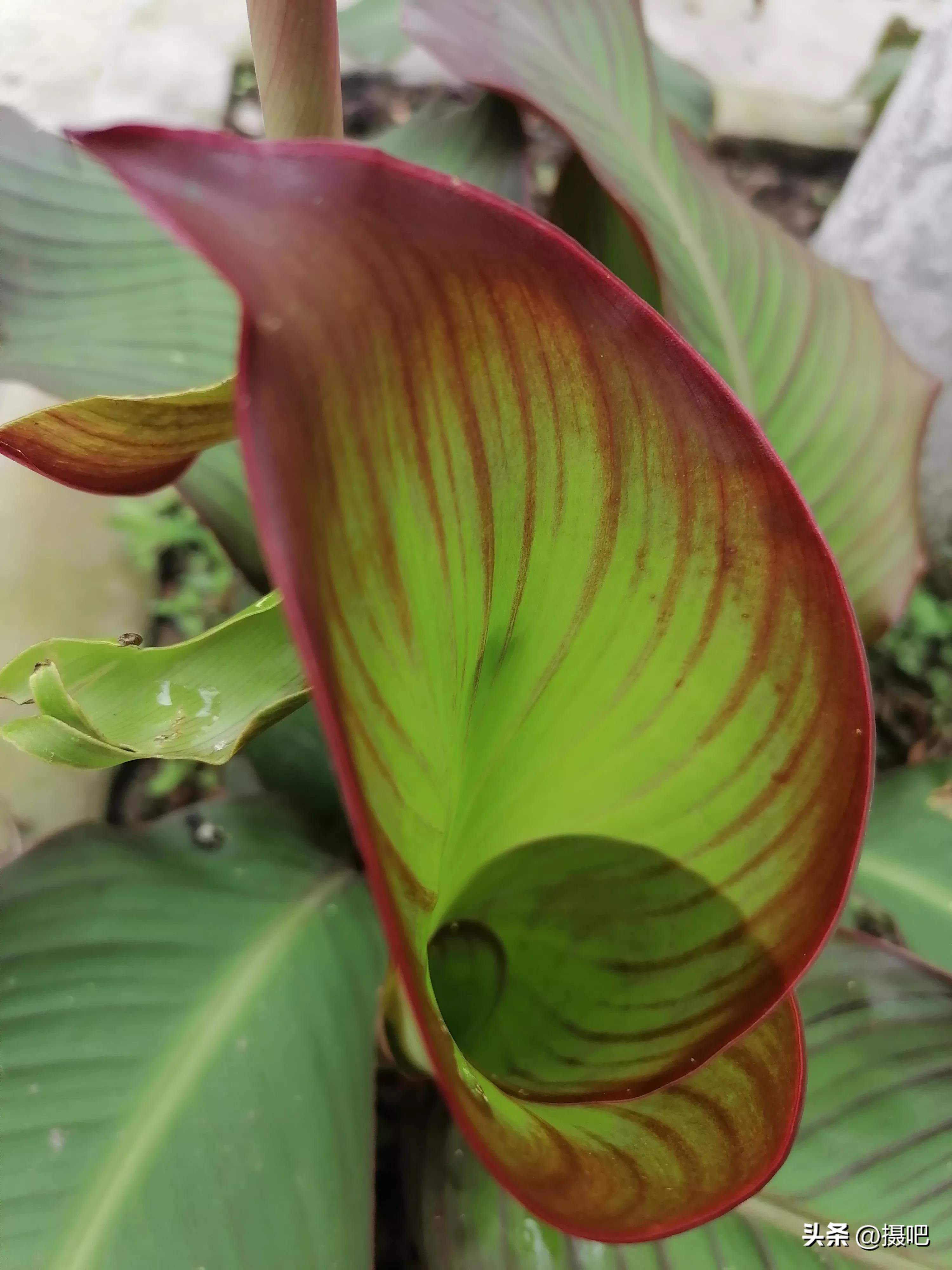 特大新鲜粽叶,大粽叶长在什么地方