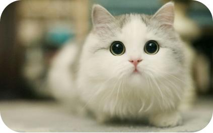 知识分享：猫咪的常见病毒性疾病（一）——猫泛白细胞减少症