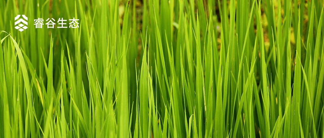 大道恒美×睿谷生态：大品牌战略，赋新生活方式营销