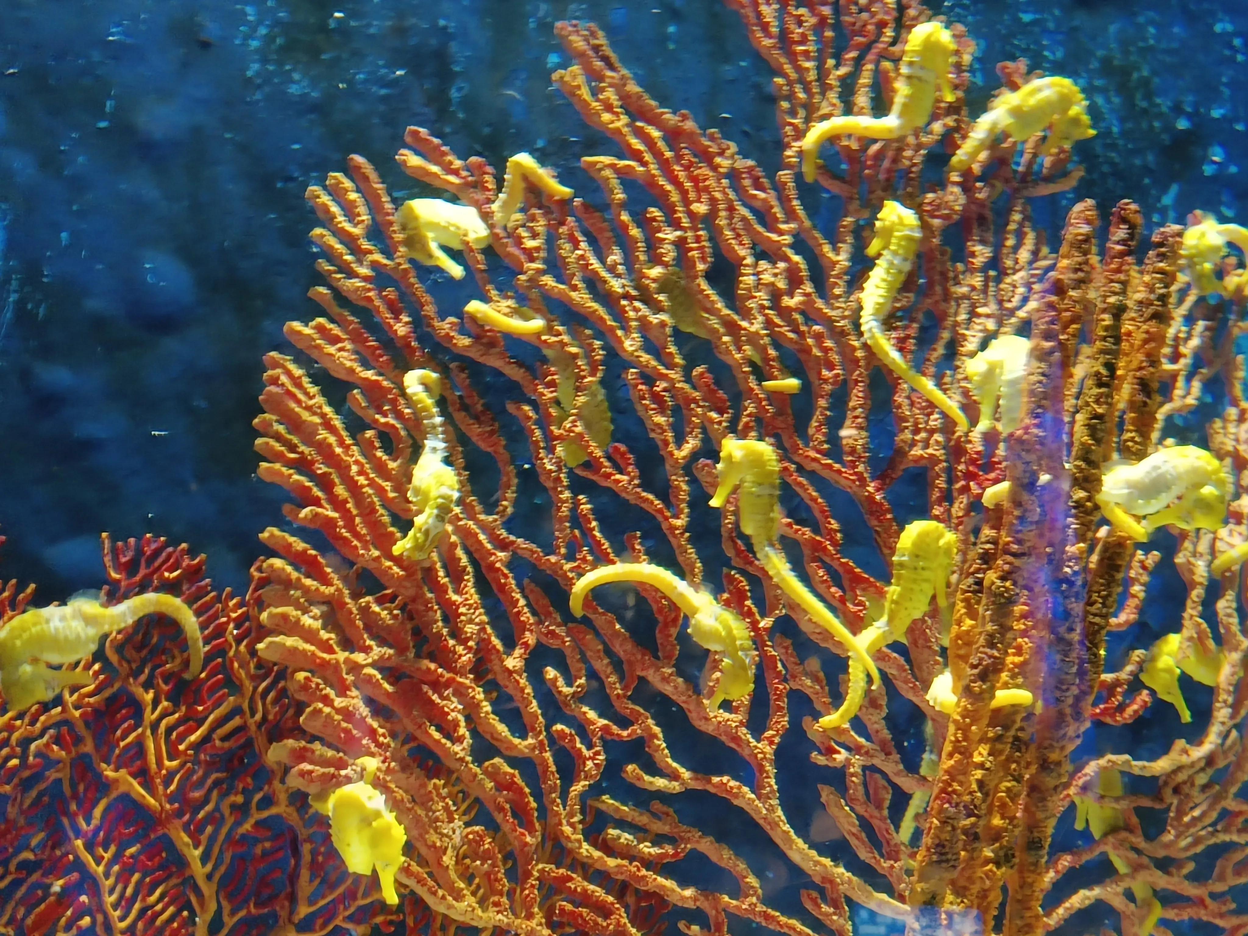 珠海长隆游记一日游,自驾珠海长隆三天两晚