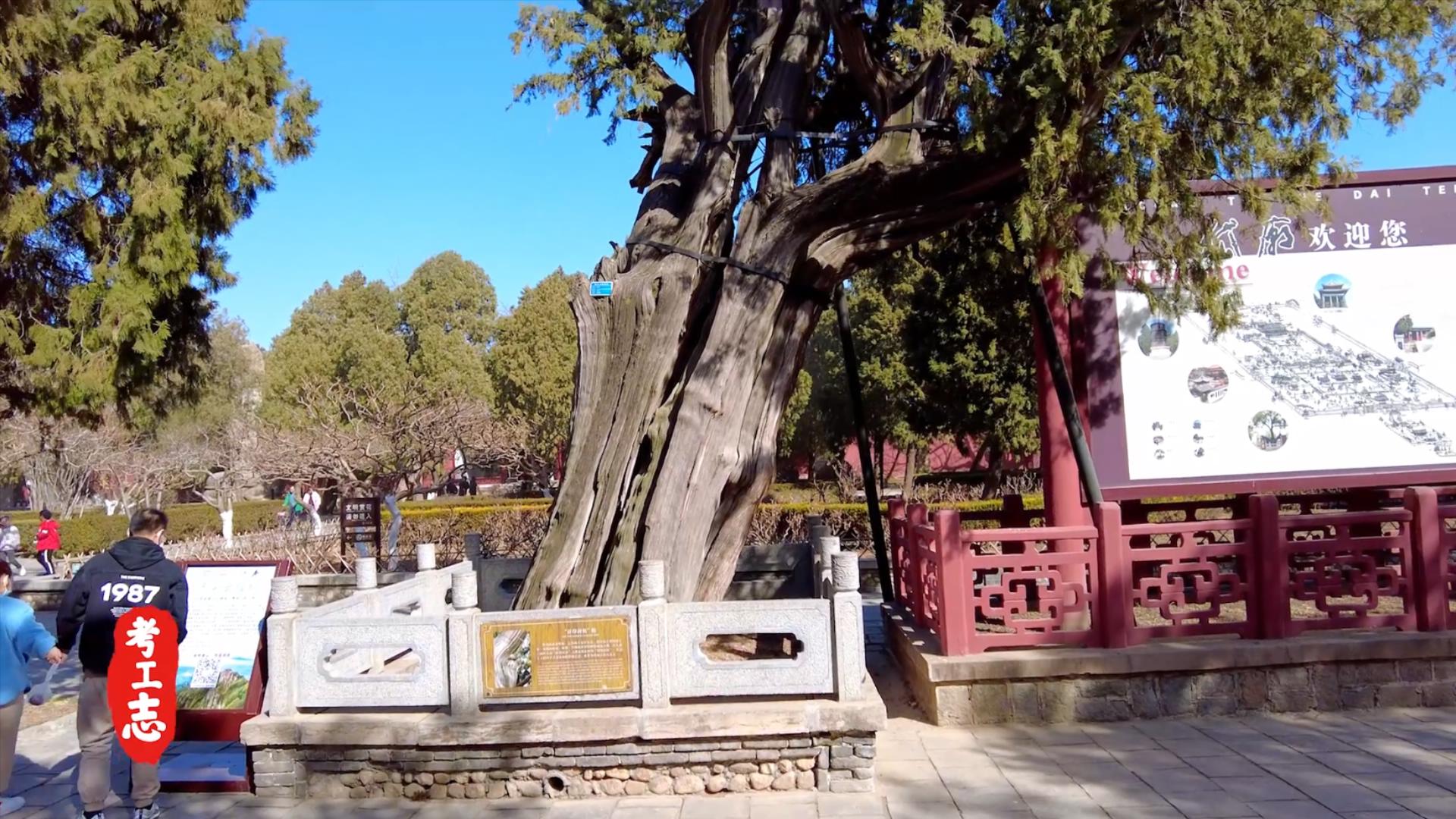 岱庙大还是故宫大,岱岱多大了