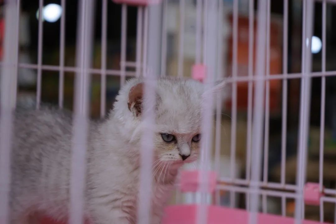 三联鸡鸭市场在哪里,三联市场家禽