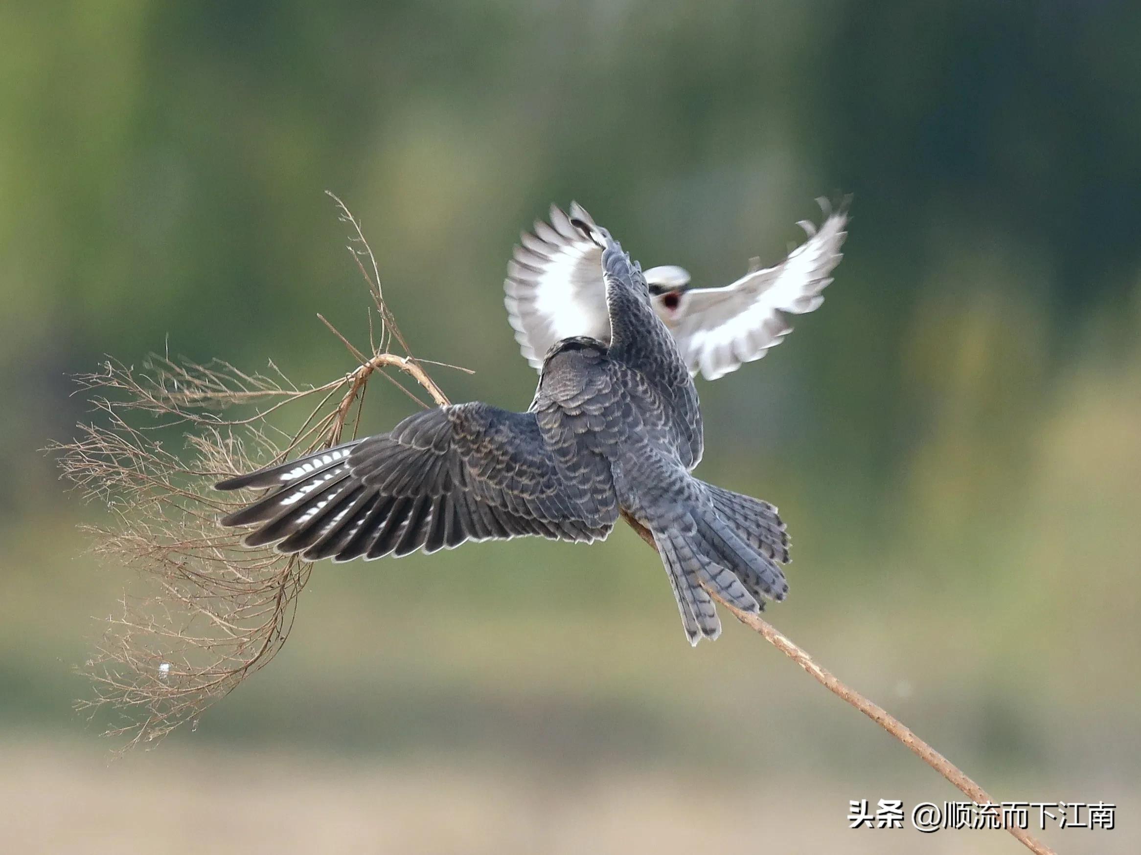 红脚隼叫声,红脚隼