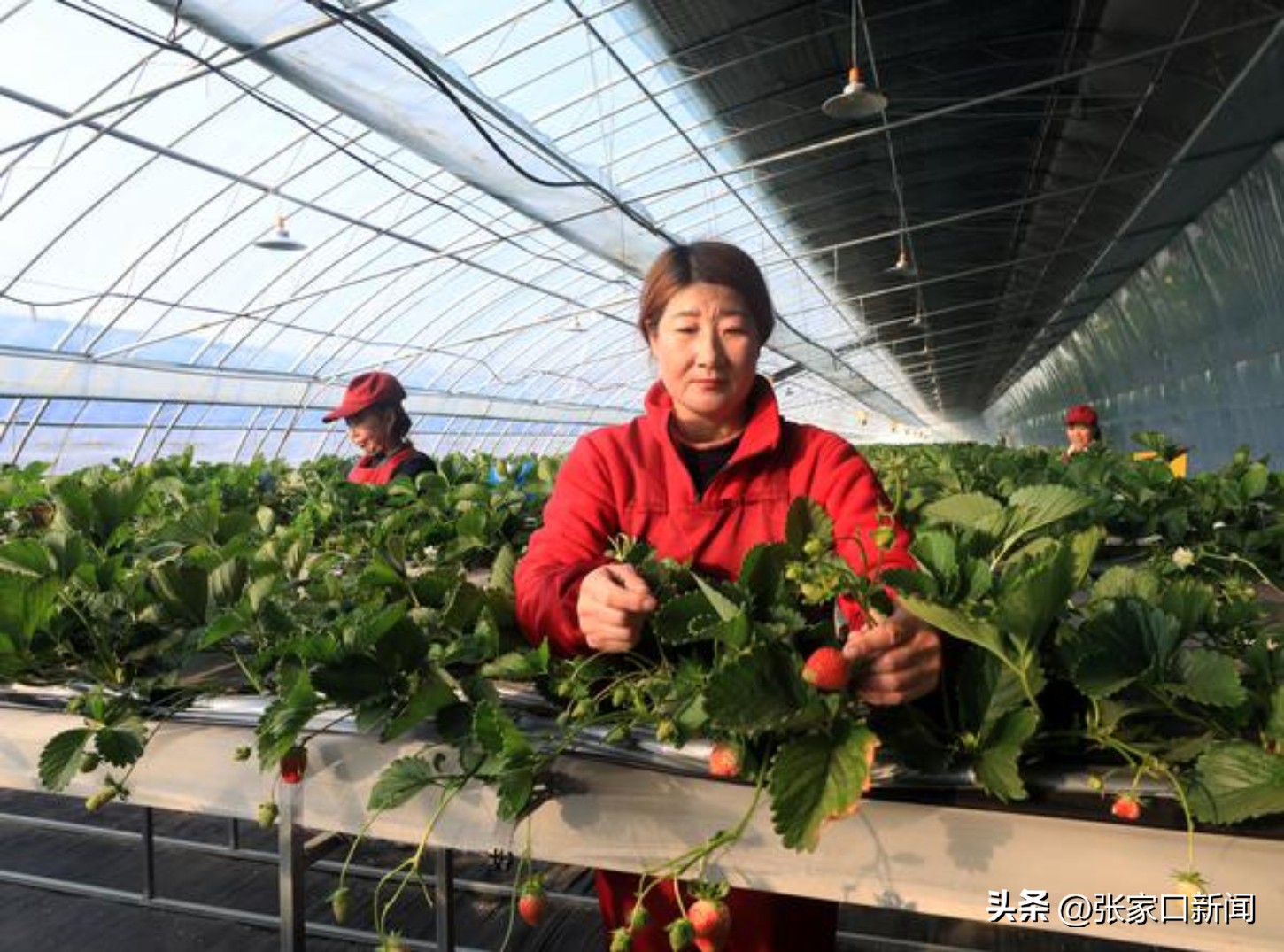 摄影师陈飞扬,摄影师张家口