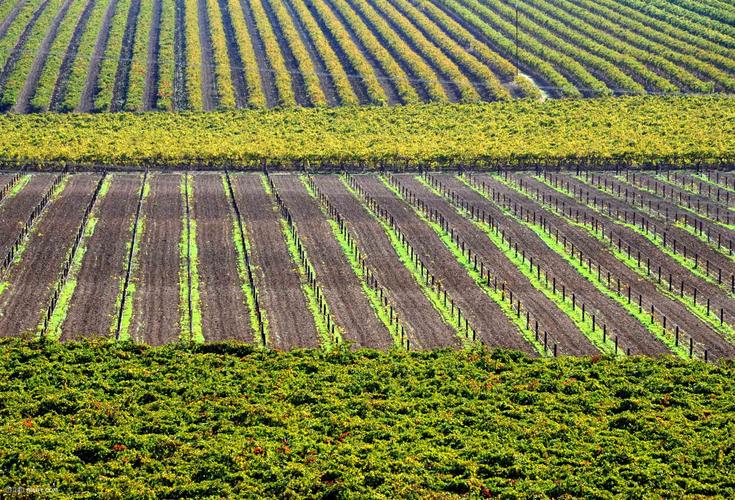 澳大利亚经济怎么发展起来的,1990年澳大利亚经济