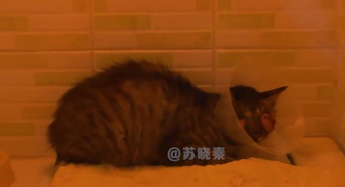 猫咪失明眼球肿大凸出,猫咪失明但眼睛装下了整片星空