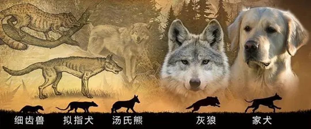 十年以上的土狗能卖多少钱,农村收的土狗卖去哪里了