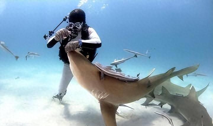 人类遇到鲨鱼如何自救,人类救助搁浅鲸鱼成功案例