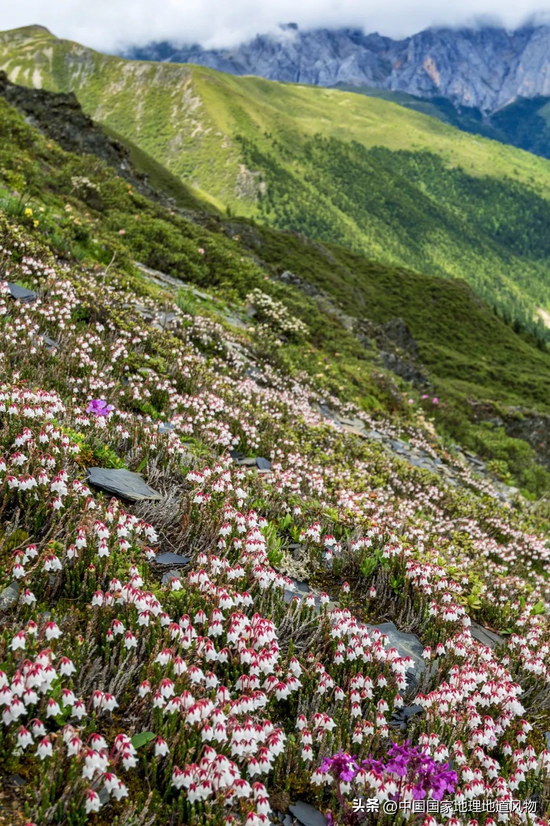 我国哪里盛产火龙果,全国最大的火龙果基地是哪里