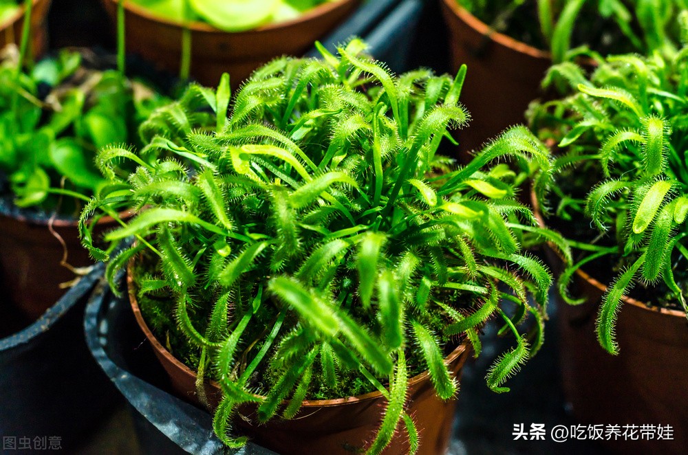 植物中的捕猎高手,植物界的捕猎大师