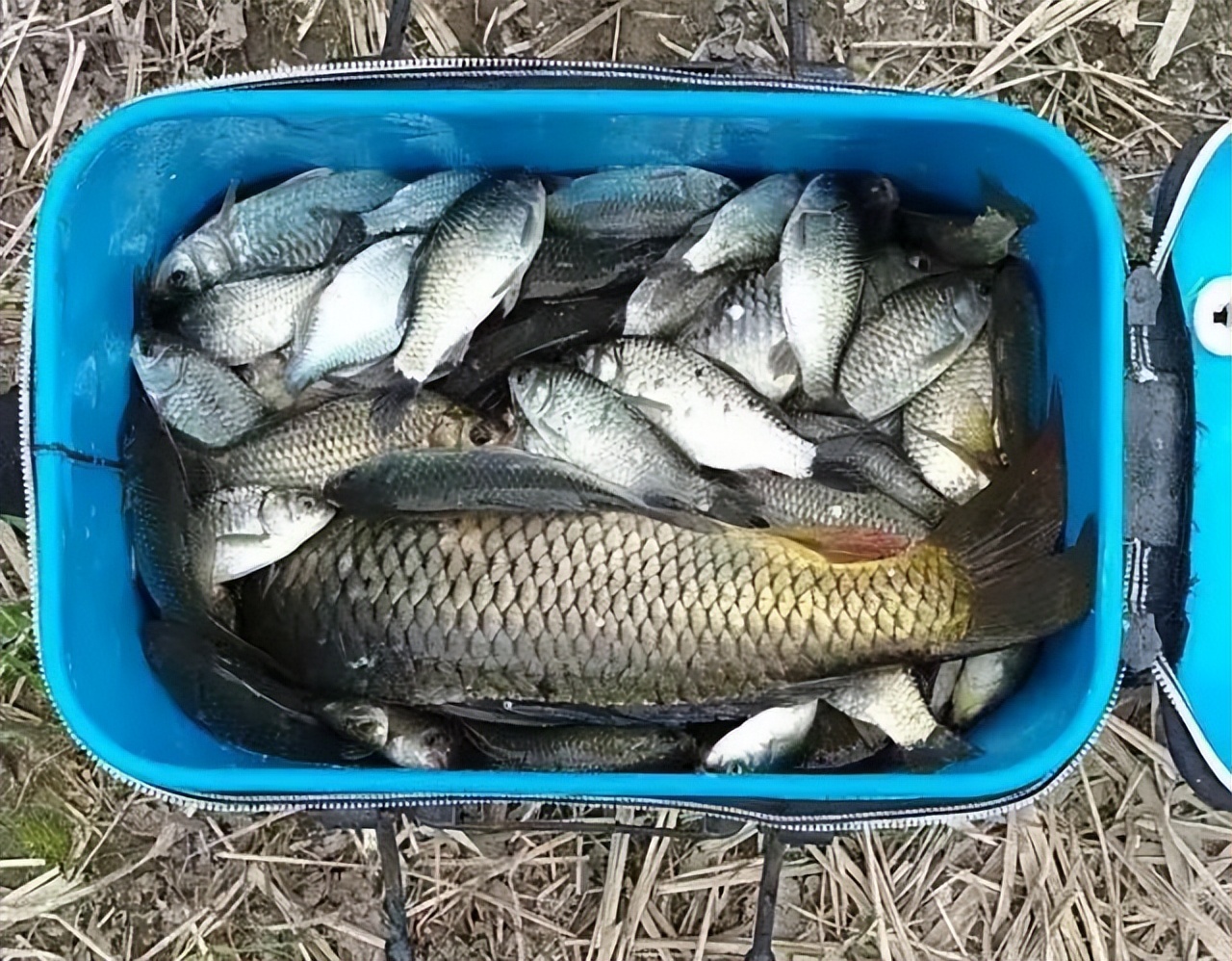 各种鱼钩的优点和缺点,半倒刺鱼钩有什么优点