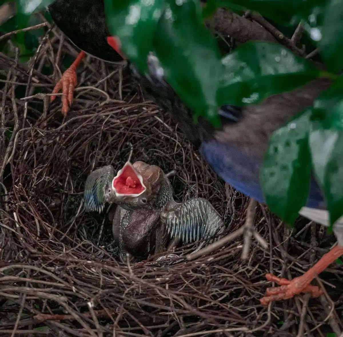 大鸟袭击人,大鸟伤人事件
