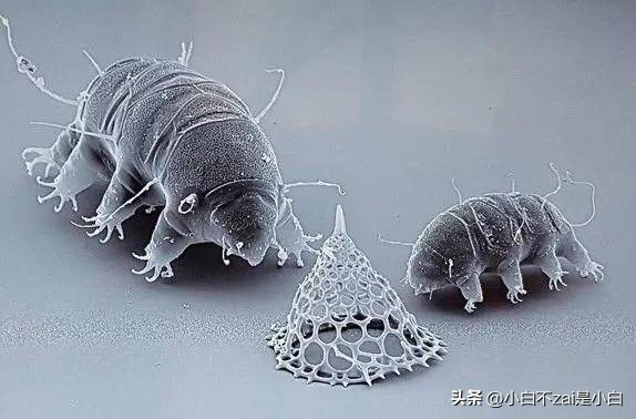 显微镜观察昆虫脸视频,昆虫在显微镜下的真正面目