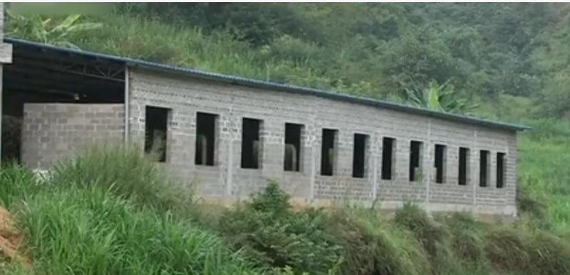 广西小伙养草鱼卖400,5亩养殖草鱼一年能赚500万