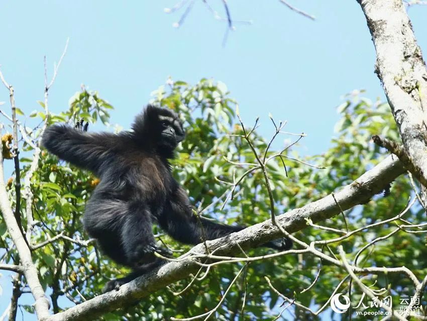 云南新发现一处高黎贡“白眉大侠”的家园