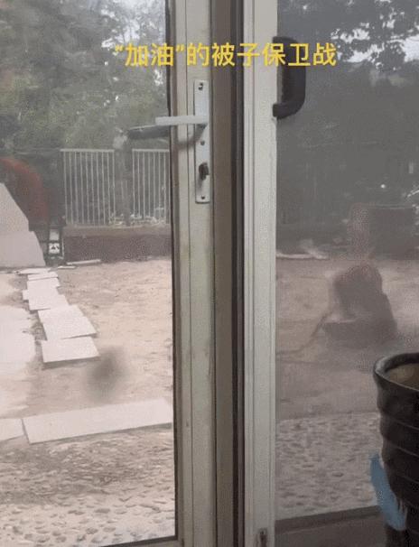 柴犬笑死,笑死人的柴犬视频