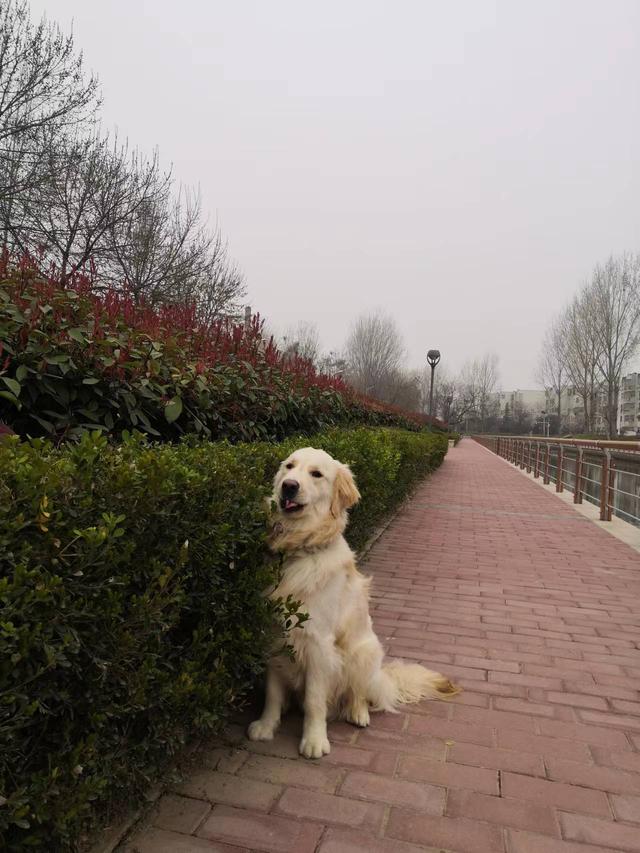 你家的狗狗会晕车么,狗狗晕车的最佳方法