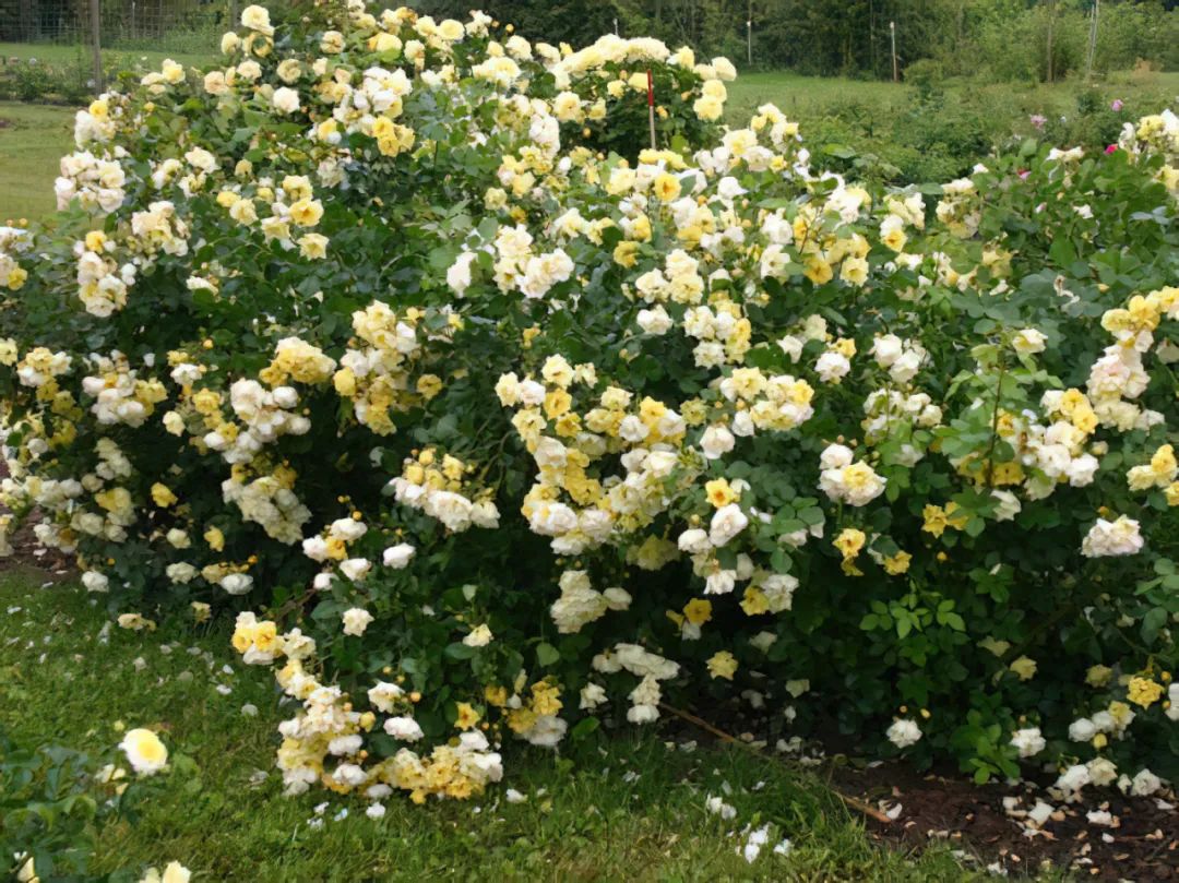 比较鲜又好养的月季品种,最值得养的大花浓香月季品种