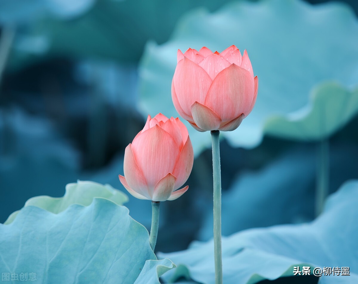 怎么拍出水墨意境摄影,怎样拍好荷花人像摄影